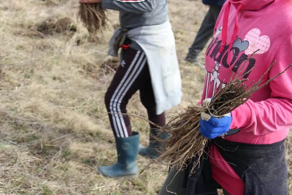 Voluntari cu puieți cu rădăcină nudă, martie 2023.