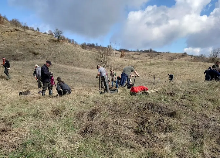 Plantare pe pantă, cu lădițe de puieți, martie 2024.
